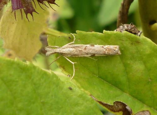 Agriphila geniculea